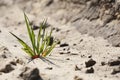 Green grass breaks through the sand Royalty Free Stock Photo