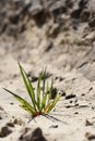 Green grass breaks through the sand Royalty Free Stock Photo