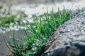 Green grass breaks through the stone. Royalty Free Stock Photo