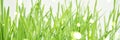 Green grass. Bright sprout Royalty Free Stock Photo