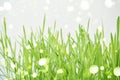 Green grass. Bright sprout Royalty Free Stock Photo