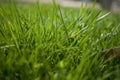 Green grass in bright sun