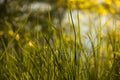 Green grass in the bright sun