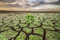 Green grass bush grows in the middle of the cracked earth from a drought, summer day Royalty Free Stock Photo