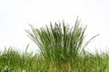 Green grass and grass bush on white background. Front view Royalty Free Stock Photo