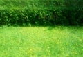 Green grass with bushes park background Royalty Free Stock Photo