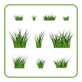 Green grass bushes plant Royalty Free Stock Photo