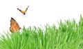 Green grass and butterflies isolated on the white