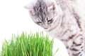 Green grass cat Royalty Free Stock Photo