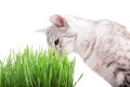 Green grass cat Royalty Free Stock Photo