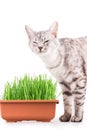 Green grass cat Royalty Free Stock Photo