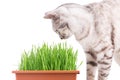 Green grass cat Royalty Free Stock Photo