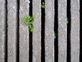 Green grass in cement block background Royalty Free Stock Photo