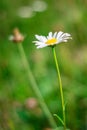 Green grass and chamomile flower on wind in warm summer day Royalty Free Stock Photo