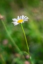 Green grass and chamomile flower on wind in warm summer day Royalty Free Stock Photo