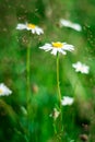 Green grass and chamomile flower on wind in warm summer day Royalty Free Stock Photo