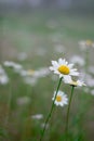 Green grass and chamomile flower on wind in warm summer day Royalty Free Stock Photo