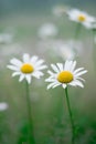 Green grass and chamomile flower on wind in warm summer day Royalty Free Stock Photo