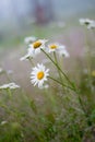 Green grass and chamomile flower on wind in warm summer day Royalty Free Stock Photo