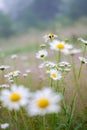 Green grass and chamomile flower on wind in warm summer day Royalty Free Stock Photo