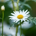 Green grass and chamomile in the meadow. Spring or summer nature scene with blooming white daisies in. Soft close up Royalty Free Stock Photo