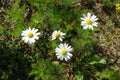 Green grass and chamomiles in the nature Royalty Free Stock Photo