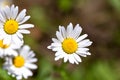 Green grass and chamomiles in nature Royalty Free Stock Photo