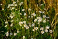 Green grass and chamomiles in the nature Royalty Free Stock Photo