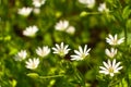 Green grass and chamomiles in the nature Royalty Free Stock Photo