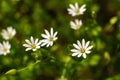 Green grass and chamomiles in the nature Royalty Free Stock Photo