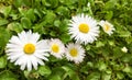 Green grass and chamomiles in the nature Royalty Free Stock Photo