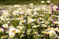Green grass and chamomiles in the nature Royalty Free Stock Photo