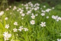 Green grass and chamomiles in the nature Royalty Free Stock Photo