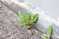 Green grass in the city grows from concrete Royalty Free Stock Photo