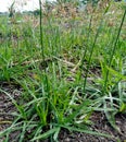 Green grass clear sky, sedge grass background nature Royalty Free Stock Photo