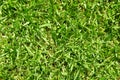 Green grass close-up Royalty Free Stock Photo