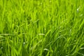 Green grass close-up Royalty Free Stock Photo