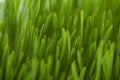 Green grass close up. Abstract nature background Royalty Free Stock Photo