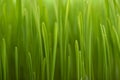 Green grass close up. Abstract nature background Royalty Free Stock Photo