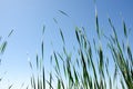 Green grass close-up against a clear blue sky Royalty Free Stock Photo