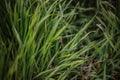 Green grass Close-up green background with foreground grass