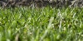 Green grass close-up. Background for presentations Royalty Free Stock Photo