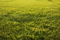 Green grass close-up. cut green juicy lawn. Alpine meadow densely overgrown with grass. Field of grass in perspective Royalty Free Stock Photo