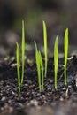 Green grass close up Royalty Free Stock Photo