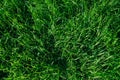 Green grass, close-up. Natural background. The texture of green, juicy grass in the rays of the bright sun Royalty Free Stock Photo