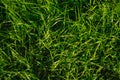 Green grass, close-up. Natural background. The texture of green, juicy grass in the rays of the bright sun Royalty Free Stock Photo