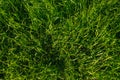 Green grass, close-up. Natural background. The texture of green, juicy grass in the rays of the bright sun Royalty Free Stock Photo