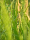Green Grass close-up shot view Royalty Free Stock Photo