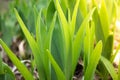 Green grass close up. The sun's rays are shining on the grass. Royalty Free Stock Photo