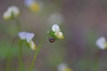Green grass close up in sunny spring day Royalty Free Stock Photo
